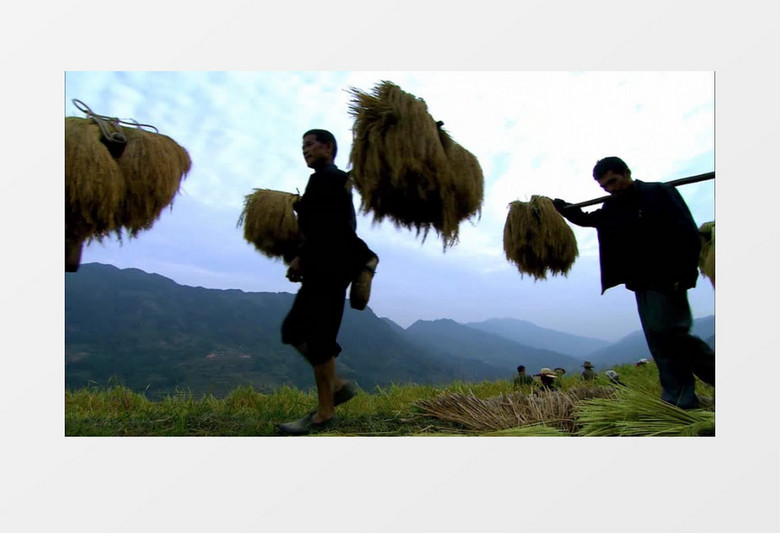 农民收稻实拍视频素材