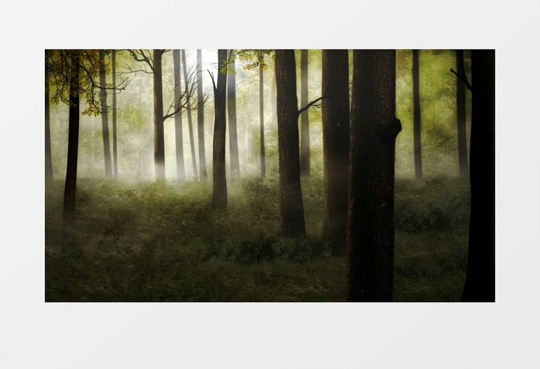雾光安静流动的林海背景视频素材