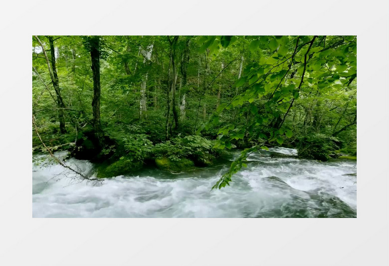 森林树林溪水实拍背景视频