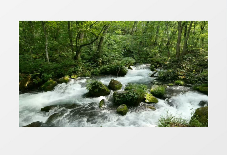 森林树林流水河流背景视频素材