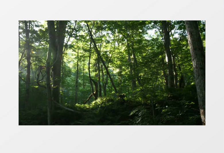 森林树木景观背景视频素材