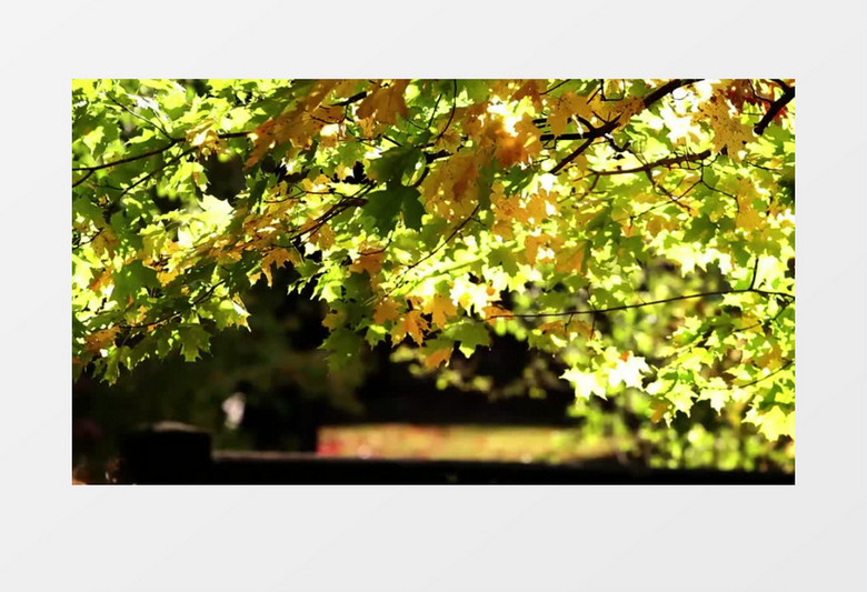 清空初秋叶子枫叶植物实拍视频素材