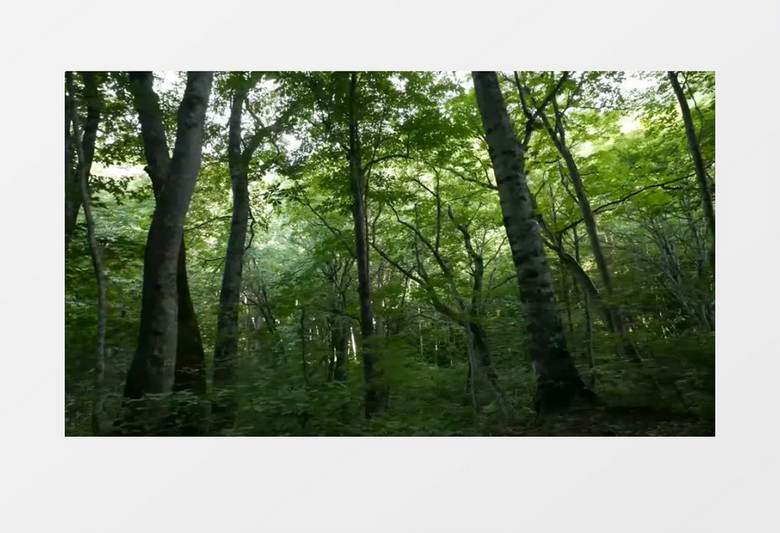 宁静养眼的森林树林近距离实拍视频素材