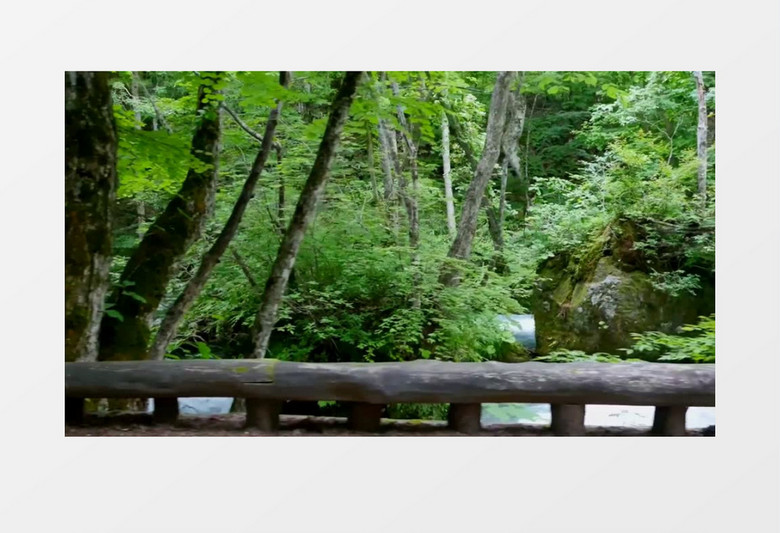 森林漂亮的河流景观视频素材