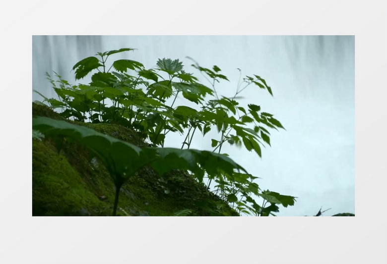 森林瀑布边高清实拍背景视频素材