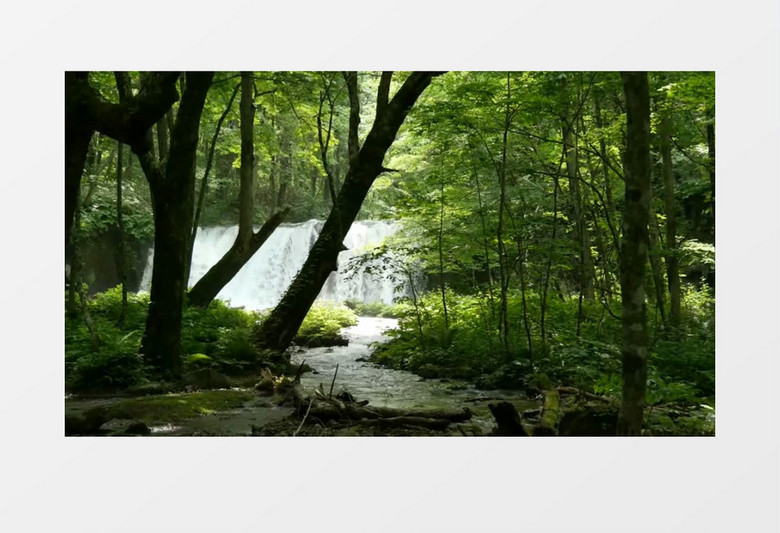 森林美丽瀑布背景视频素材