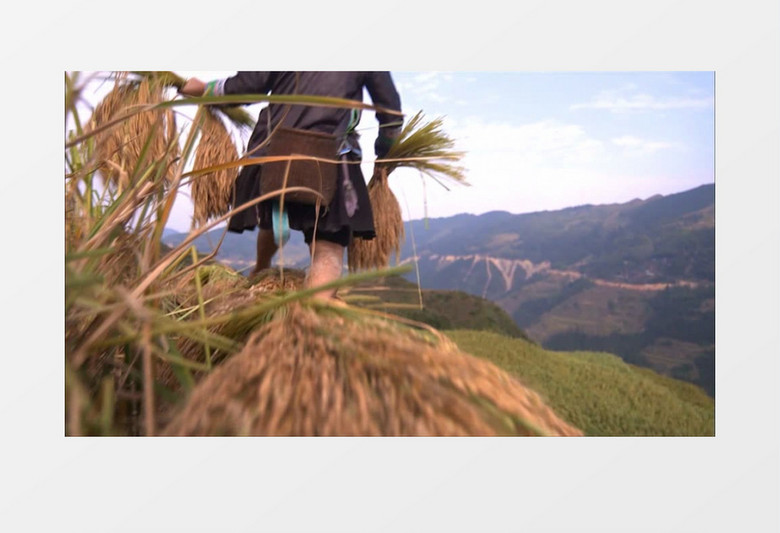 农民田间收割水稻跟拍实拍视频素材