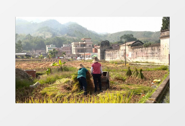 农村村民收割水稻实拍视频素材