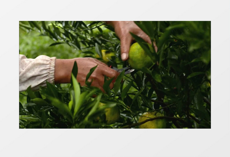 健康果园有机新鲜采摘实拍视频素材