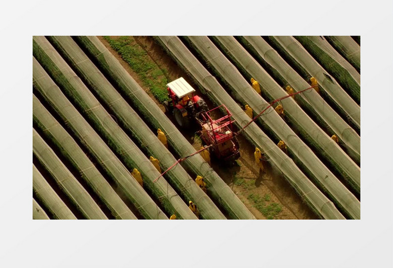 现代农业大棚农药喷洒实拍视频素材