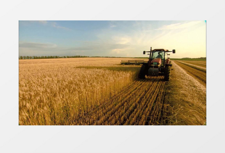 现代农业收割小麦实拍视频素材