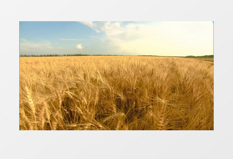 金黄色小麦麦穗实拍视频素材