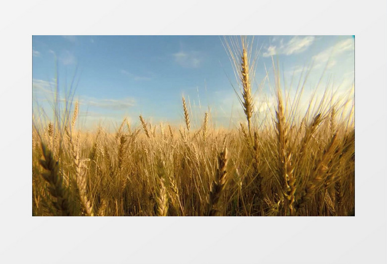 唯美金黄色小麦麦穗实拍视频素材