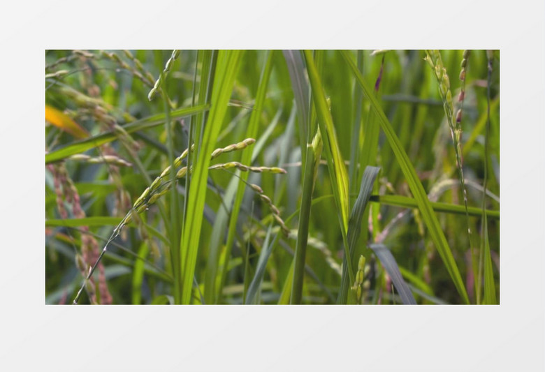 绿色水稻生长实拍视频素材