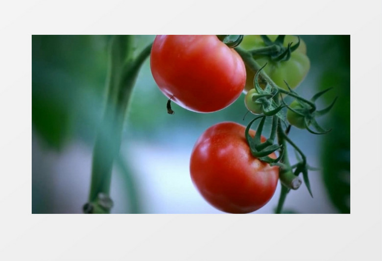 现代蔬菜大棚实拍视频素材