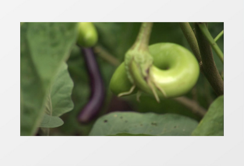 菜园绿色健康有机茄子实拍视频素材