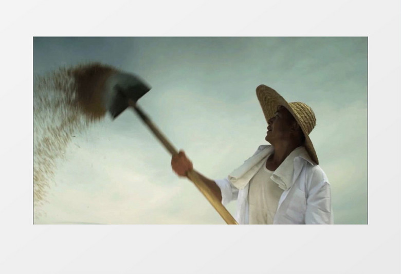 农民收割水稻扬风实拍视频素材