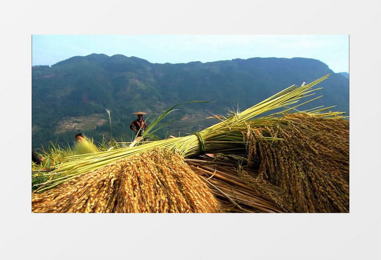 金黄色水稻收割高清实拍视频素材