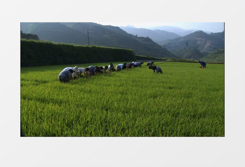 农民田地收割水稻实拍视频素材