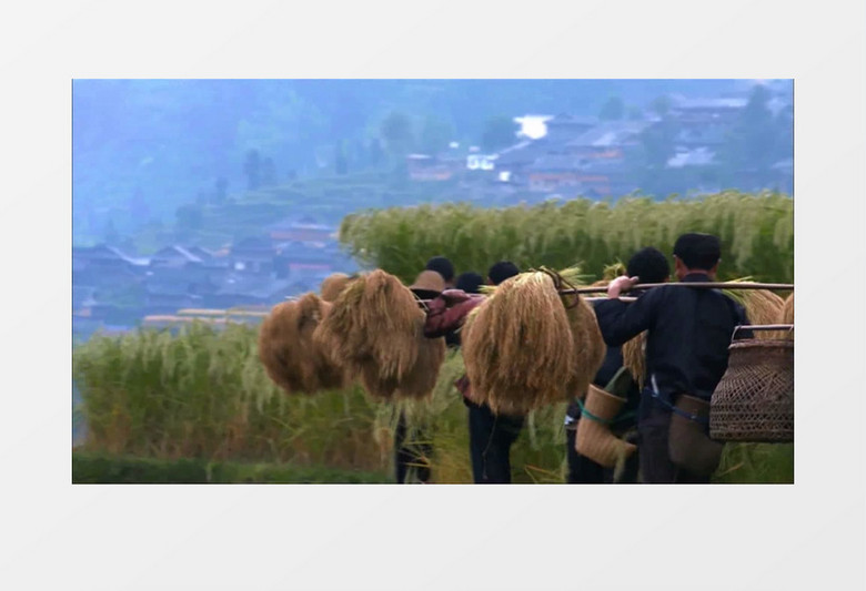 农民收割金黄水稻丰收实拍视频素材