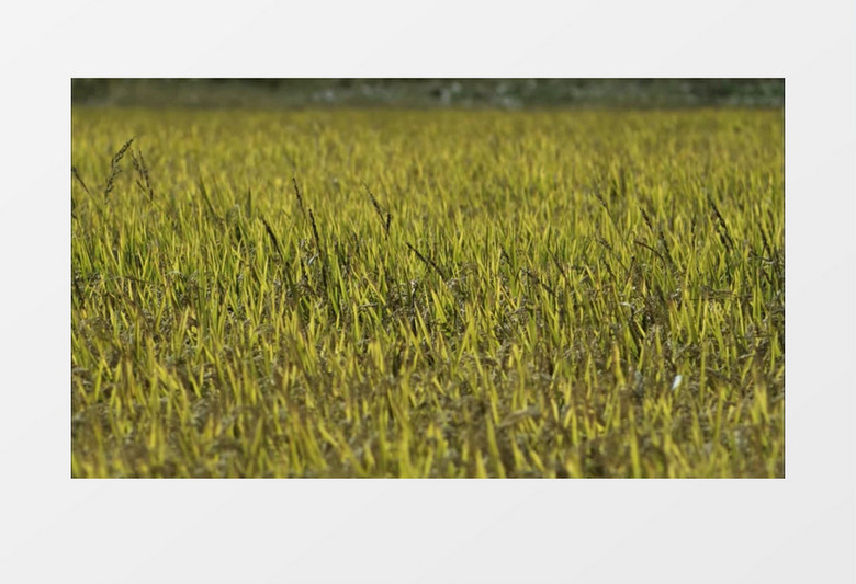 秋季稻田水稻成熟实拍视频素材