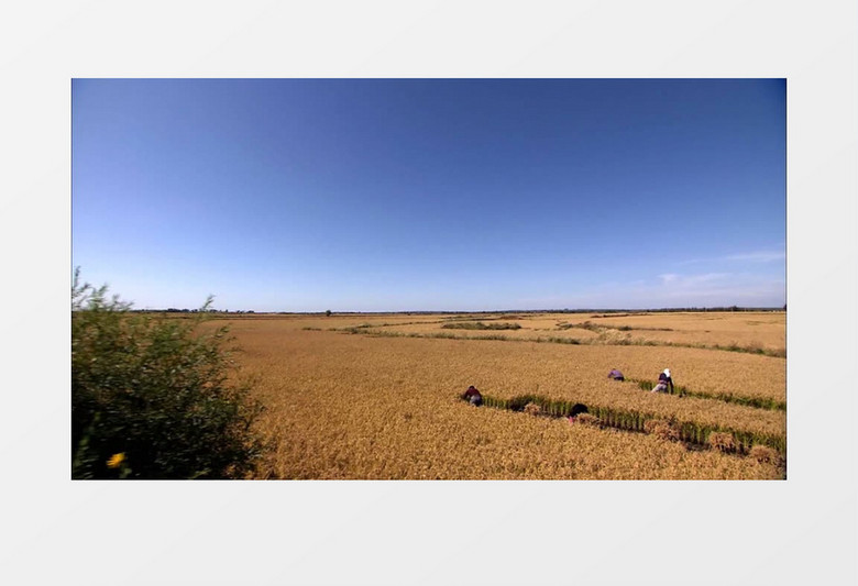 农民稻田收割水稻航拍实拍视频素材