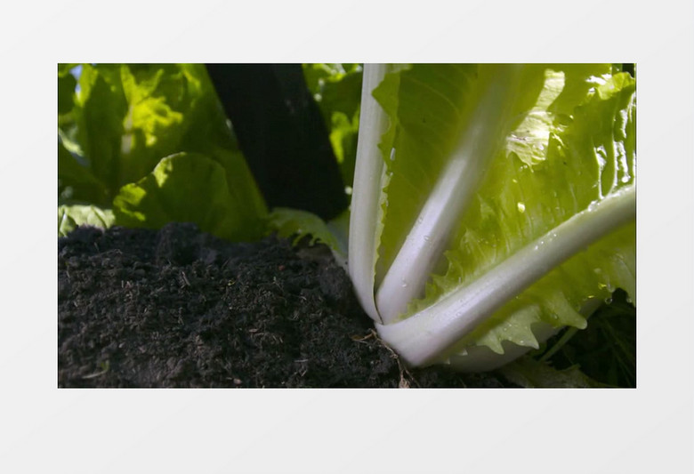 菜园白菜成熟采摘特写实拍视频素材