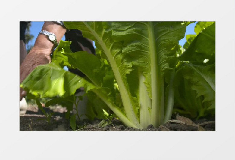 绿色有机蔬菜白菜采摘实拍视频素材