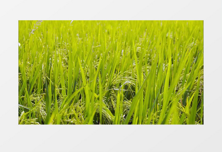 农田水稻成熟收割实拍视频素材