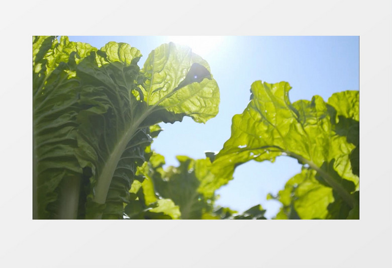 绿色健康菜园白菜实拍视频素材