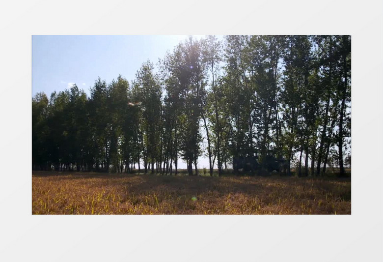 树林公路汽车行驶实拍视频素材