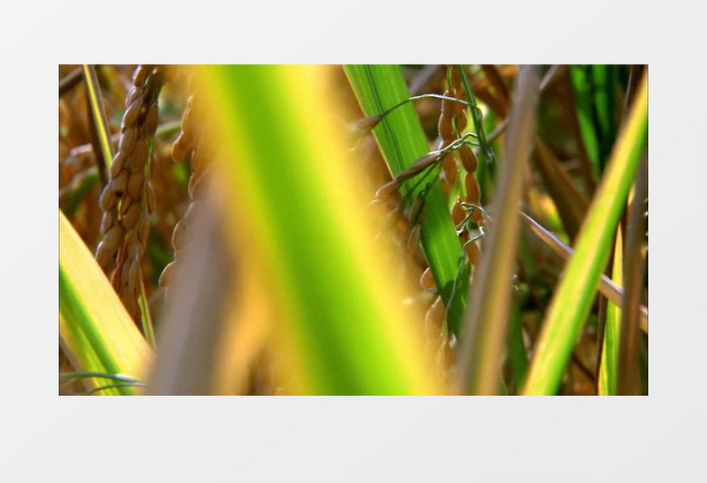 绿色有机健康稻田水稻实拍视频素材