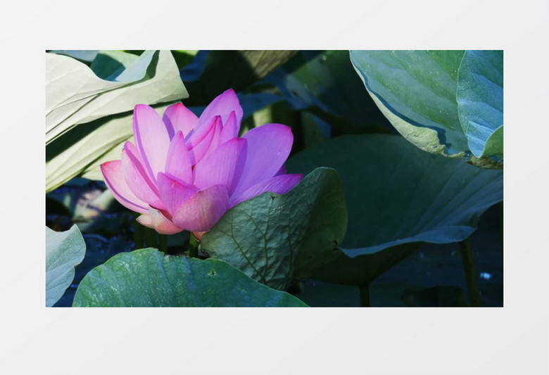 鲜艳荷花花瓣实拍视频素材 