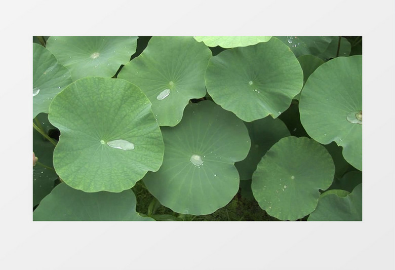 荷叶水露实拍视频素材 