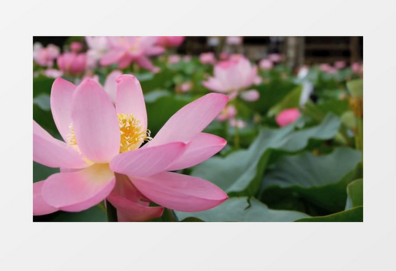 荷花莲花百花争艳高清实拍视频