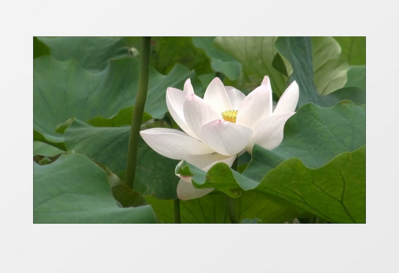 白莲花特写实拍视频素材 