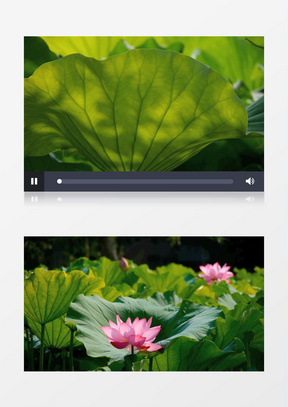 什么样的池塘开满了啥样的荷叶 288