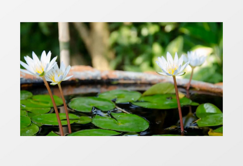 白莲花慢慢绽放唯美延时实拍视频素材