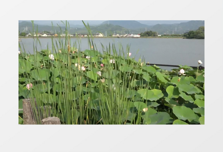 湖边荷花荷叶实拍视频素材