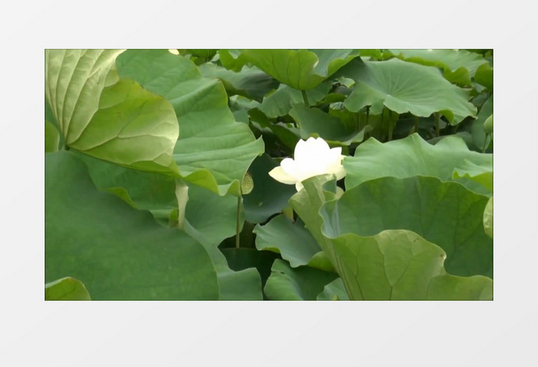 纯洁的白连花实拍视频素材