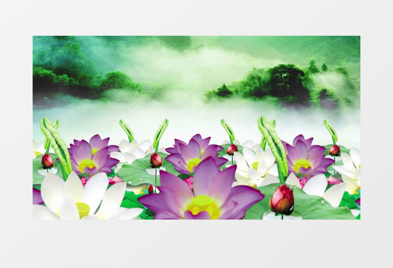 林中雾海荷花背景视频素材