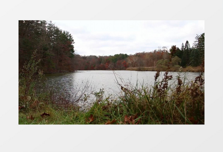 池塘风景实拍视频mov