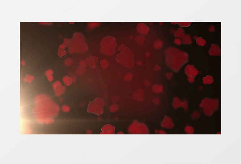 玫瑰花瓣飘落背景视频