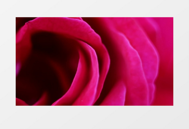 红色玫瑰花瓣背景视频