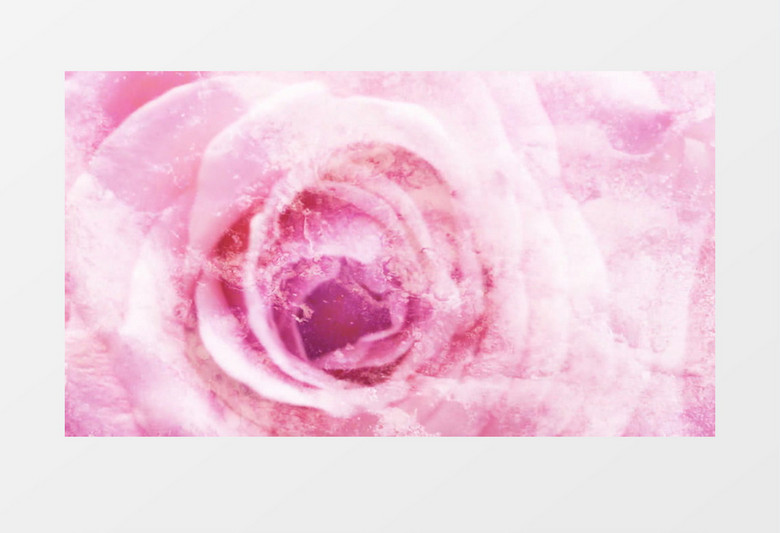 粉红玫瑰纹理背景视频
