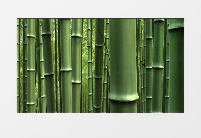 忧伤的竹林背景视频素材