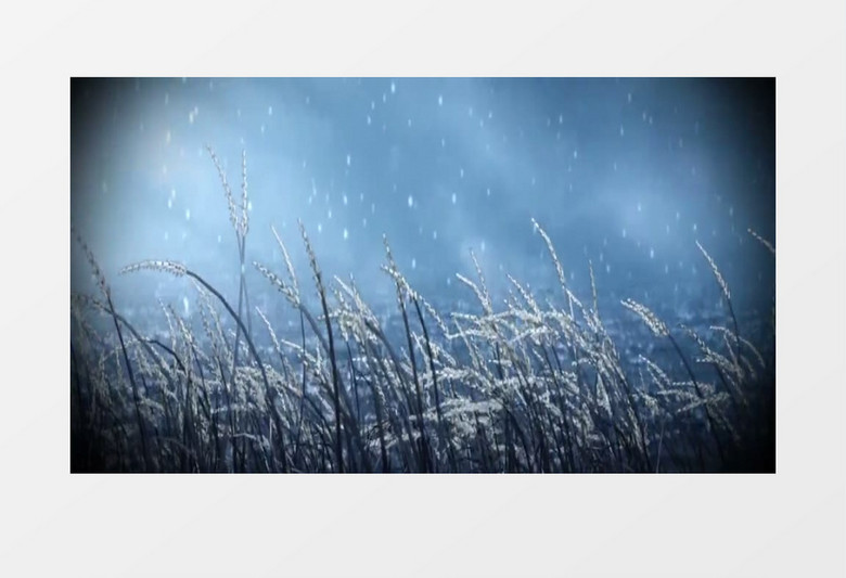 风吹芦苇小雪飘飘背景视频