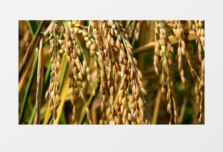 农民收割庄稼水稻实拍视频素材