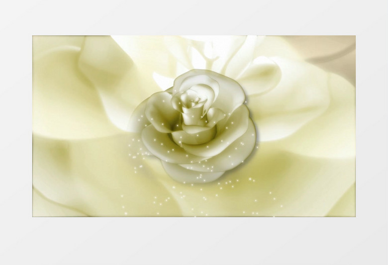 银色的玫瑰花视频素材