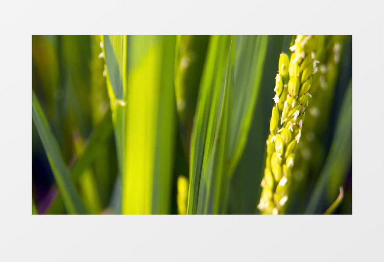 水稻成熟庄稼实拍视频素材